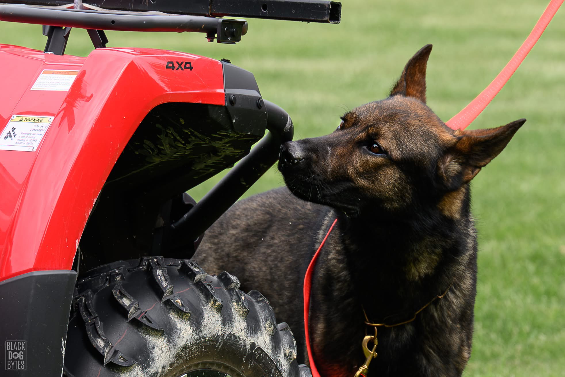 Working dog training with Proformance K9 Ottawa