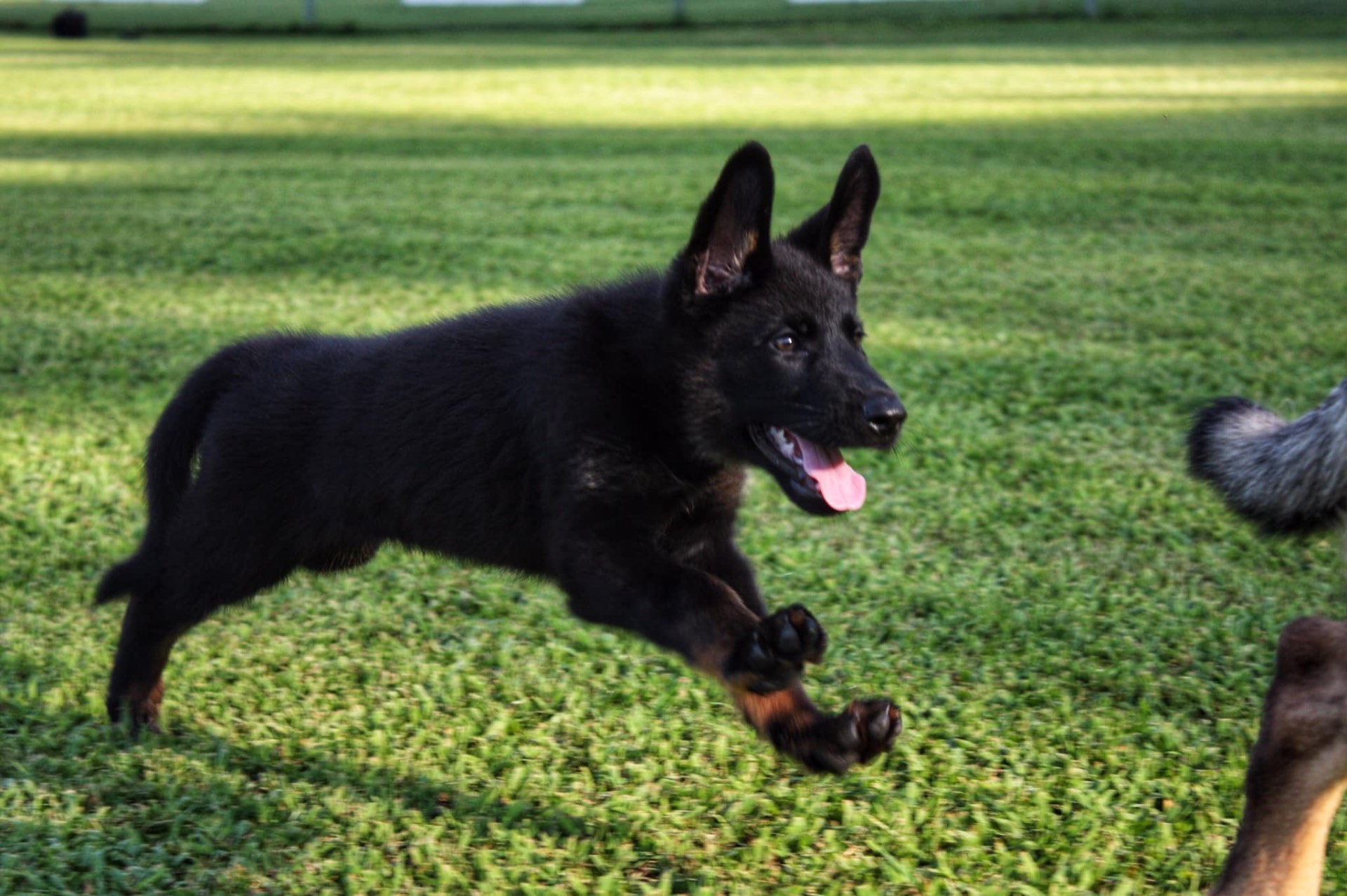 Black German Shepherd puppy running across the grass during puppy training in Ottawa