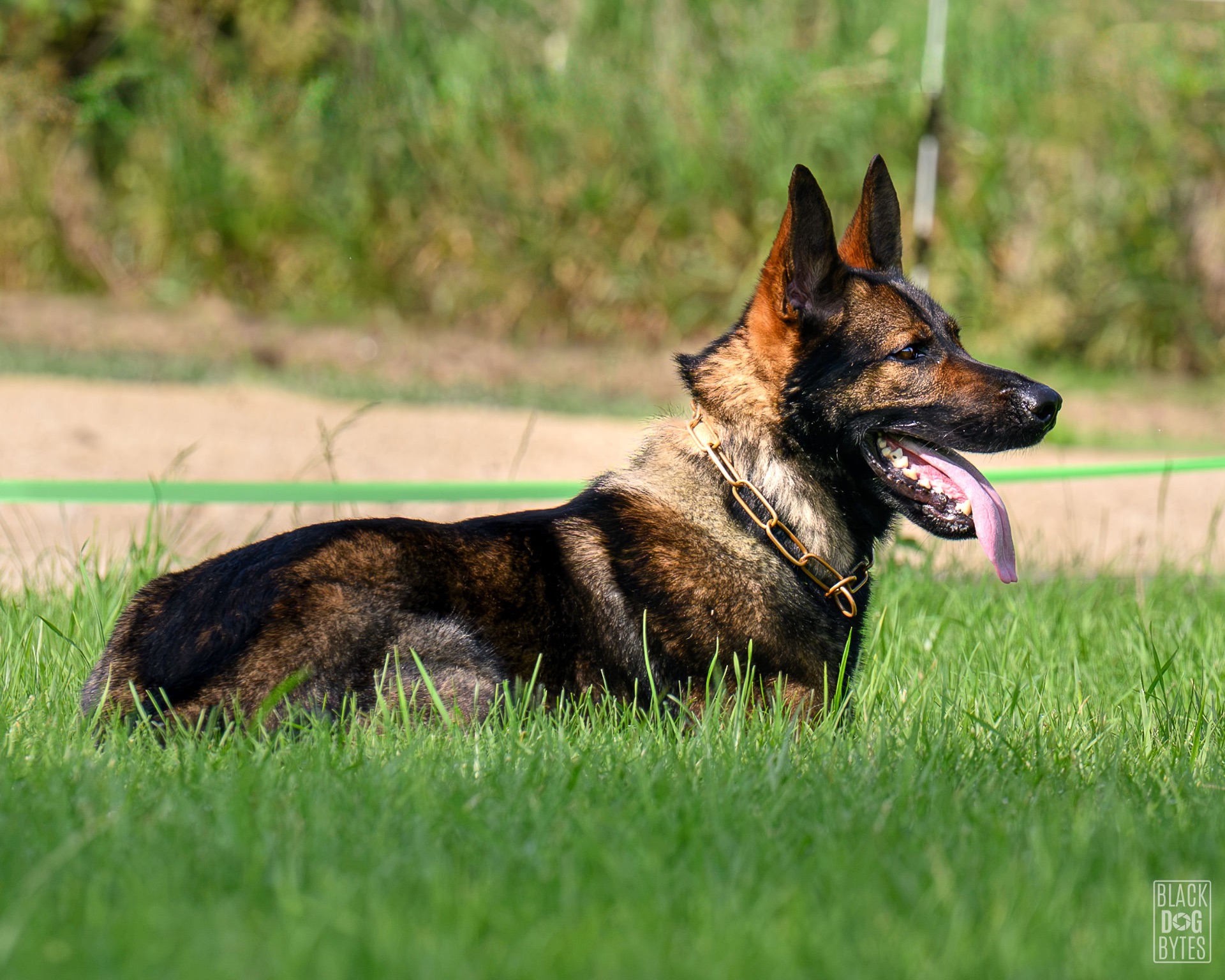 A sable German Shepherd holding a steady down-stay in the grass