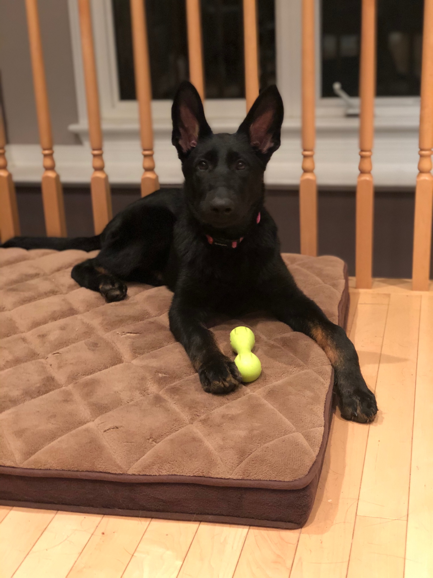 Black German Shepherd puppy relaxing on a dog bed with a toy at Proformance K9 Ottawa
